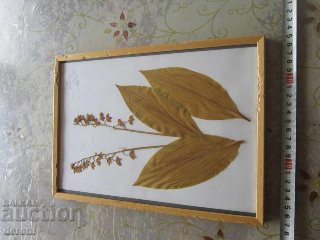 Old painting Herbarium in Frame with price 10.00 BGN | € 5.11 Old painting Herbarium in Frame with price 10.00 BGN | € 5.11