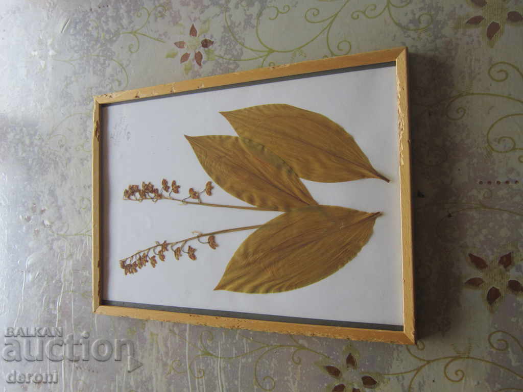 Delivery of Old painting Herbarium in Frame Delivery of Old painting Herbarium in Frame