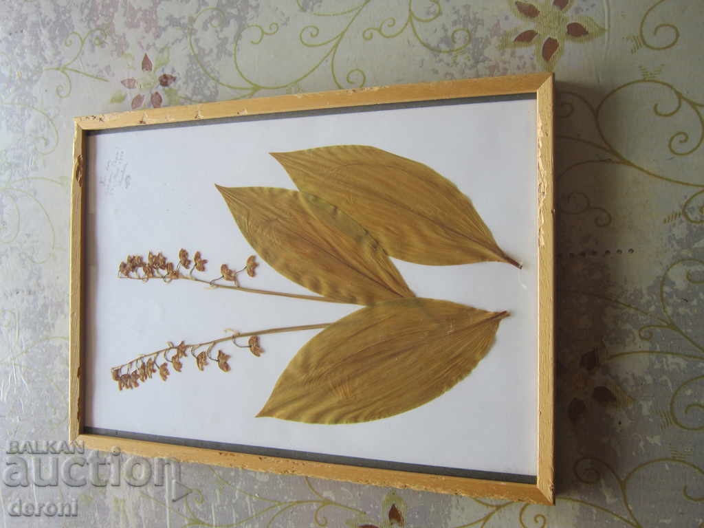 Old painting Herbarium in Frame - 6 Old painting Herbarium in Frame - 6