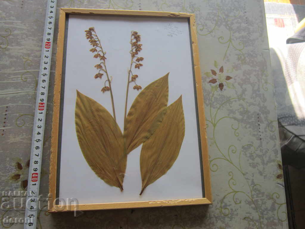 Παλιά ζωγραφική Herbarium στο πλαίσιο