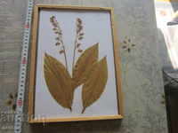 Old painting Herbarium in Frame