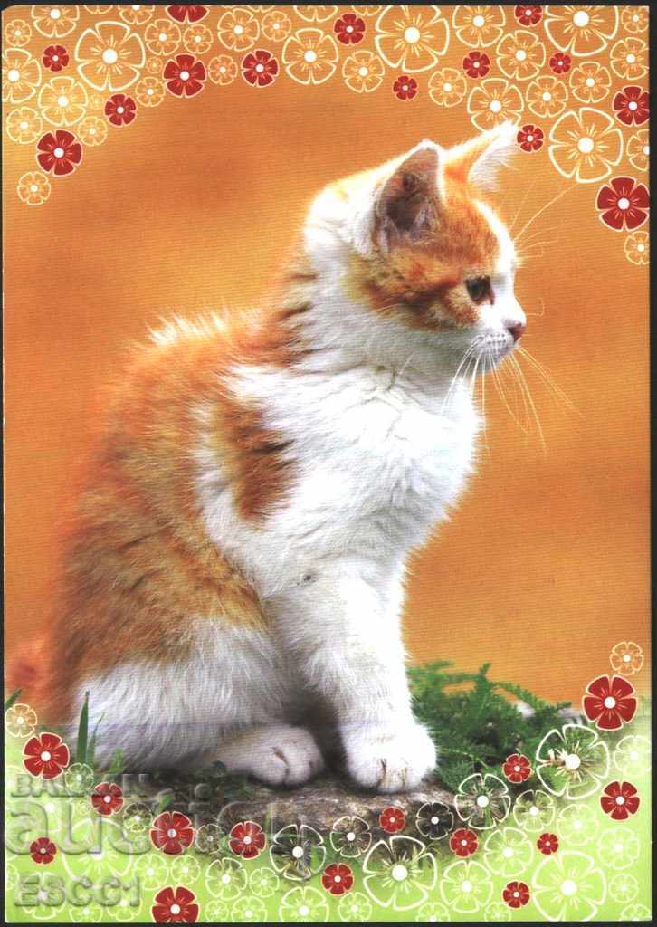Postcard Fauna Cat from the Czech Republic