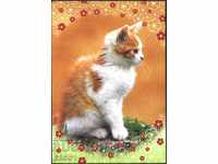 Postcard Fauna Cat from the Czech Republic