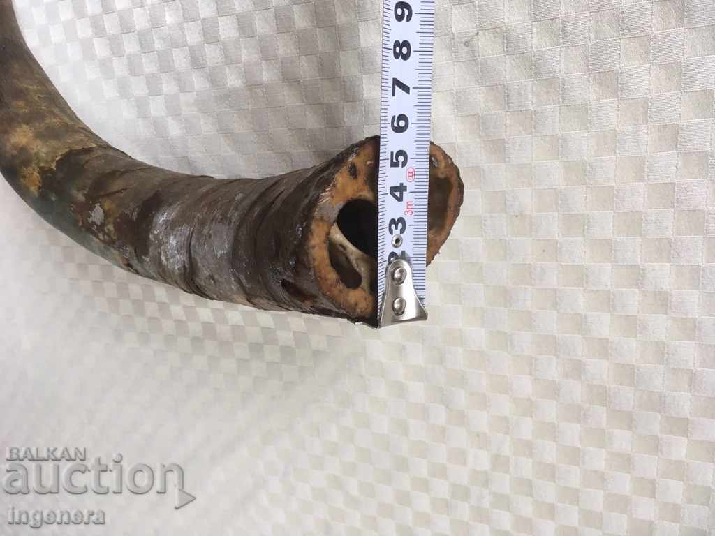 Auction  GUNPOWDER OR DECOR HORN