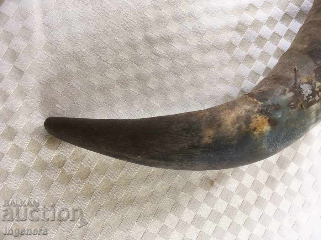 GUNPOWDER OR DECOR HORN - 5