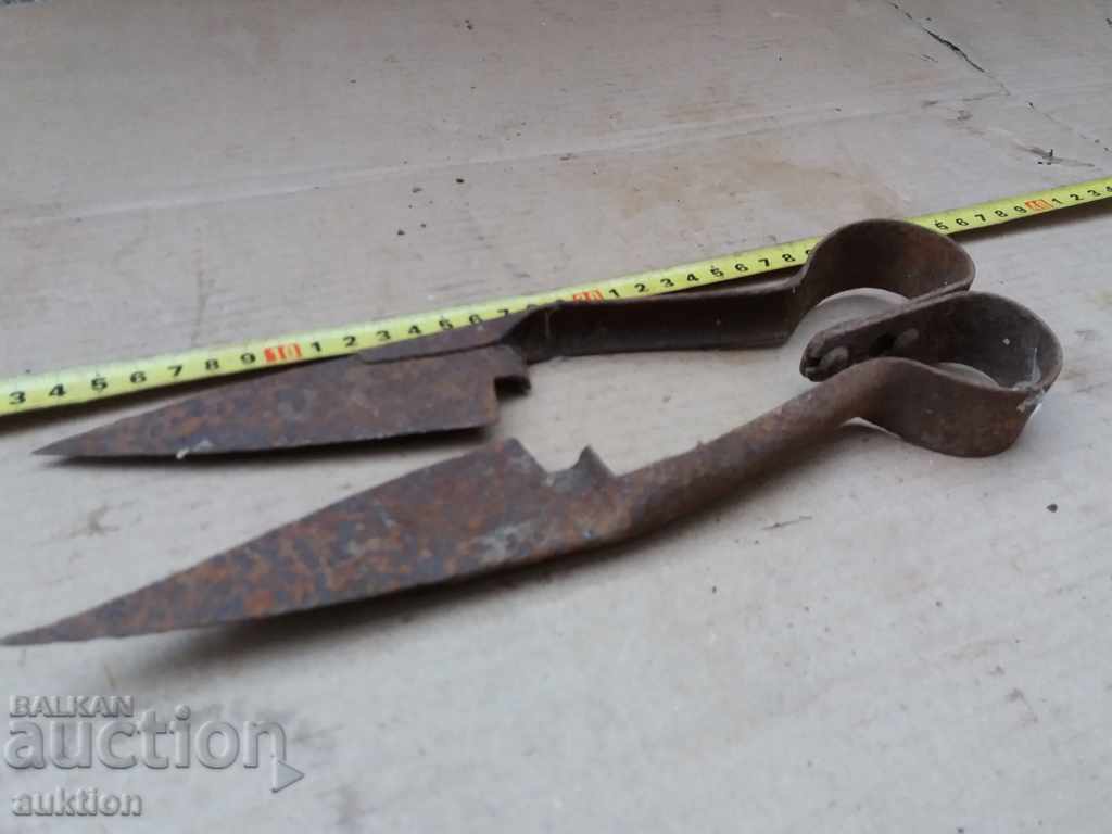 STAR HORSES HANDLE FOR SHEEPING THE SHEEP - 5