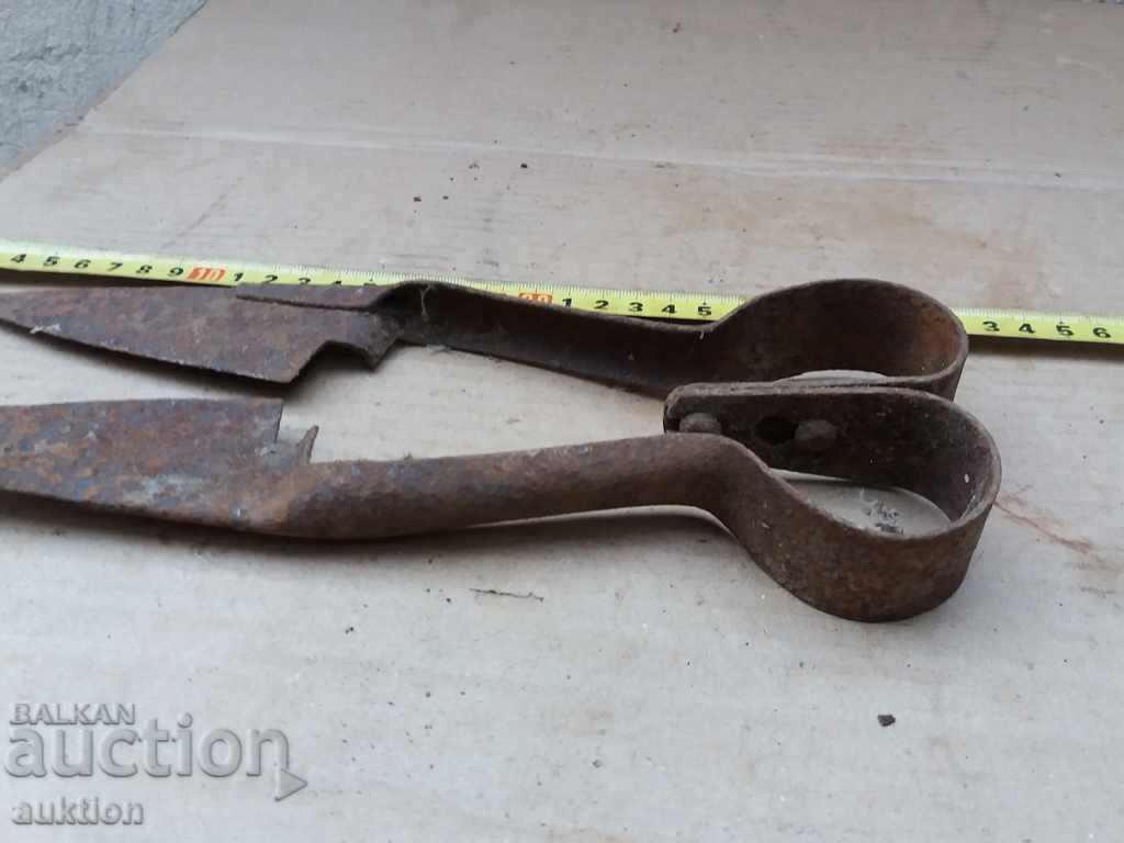 STAR HORSES HANDLE FOR SHEEPING THE SHEEP - 6