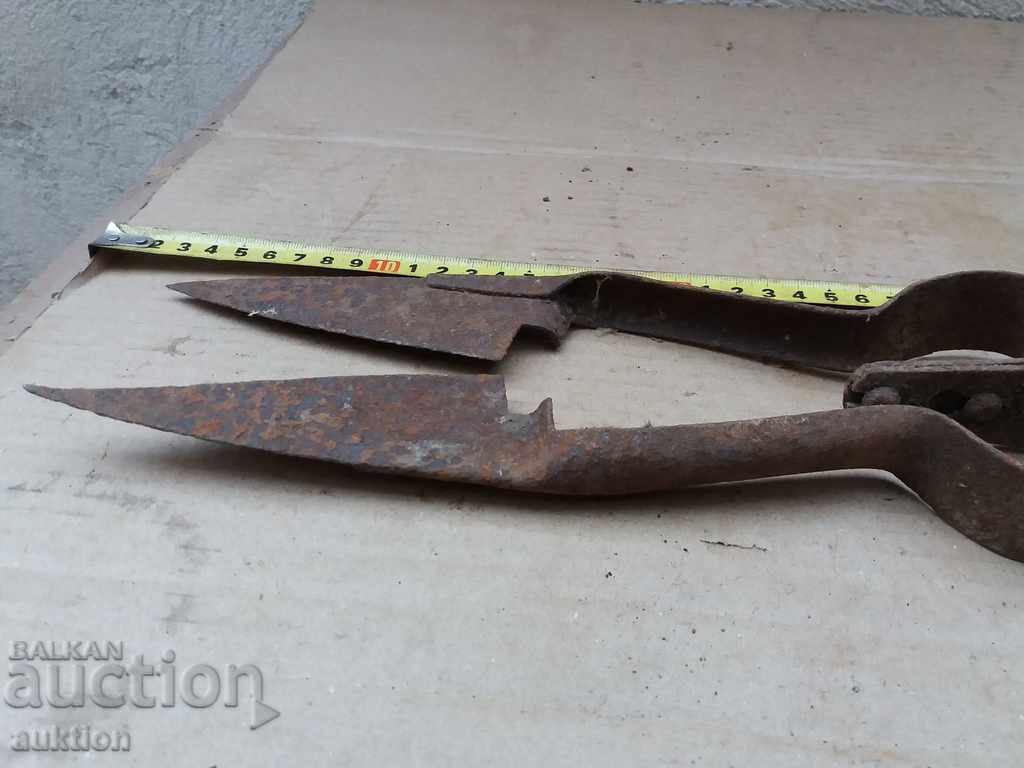 STAR HORSES HANDLE FOR SHEEPING THE SHEEP - 7