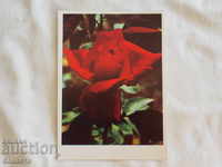Trandafir 1983 K 300