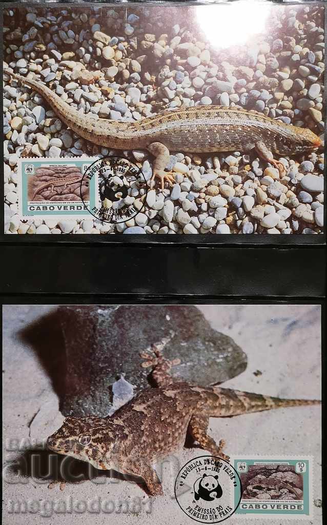 Cape Verde - endangered fauna, geckos, WWF