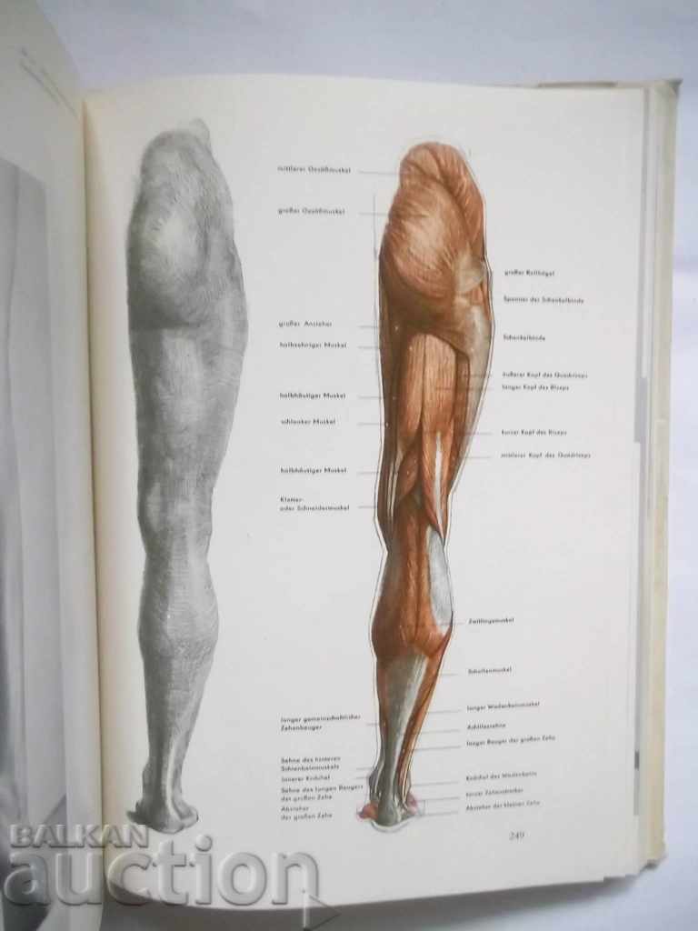 Auction Der nackte Mensch - Gottfried Bammes 1969 Auction Der nackte Mensch - Gottfried Bammes 1969
