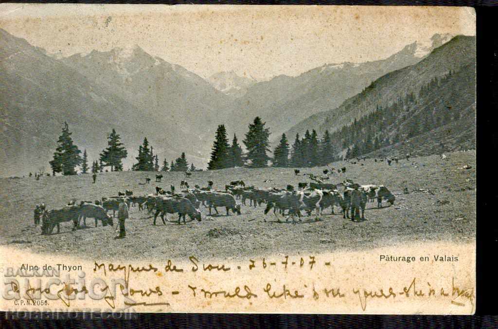 TRAVEL CARD ALPI TION SWISS COWS 1905 ΕΛΒΕΤΙΑ