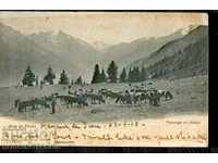 CARTE DE CĂLĂTORIE ALPI TION SWISS COWS 1905 ELVETIA