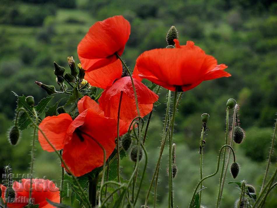 Auction art photography - a plot of your choice Auction art photography - a plot of your choice