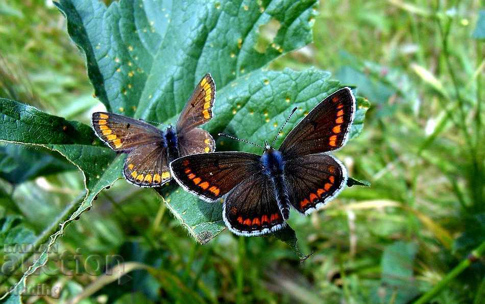 art photography - a plot of your choice - 5 art photography - a plot of your choice - 5