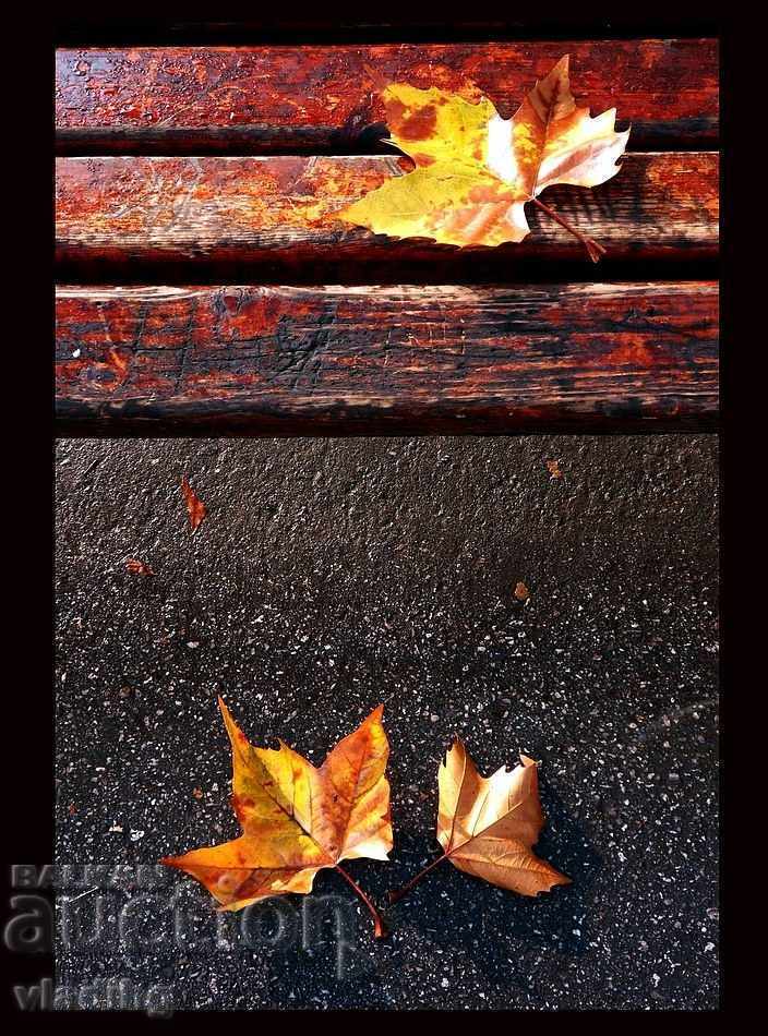 Auction art photography - a plot of your choice Auction art photography - a plot of your choice