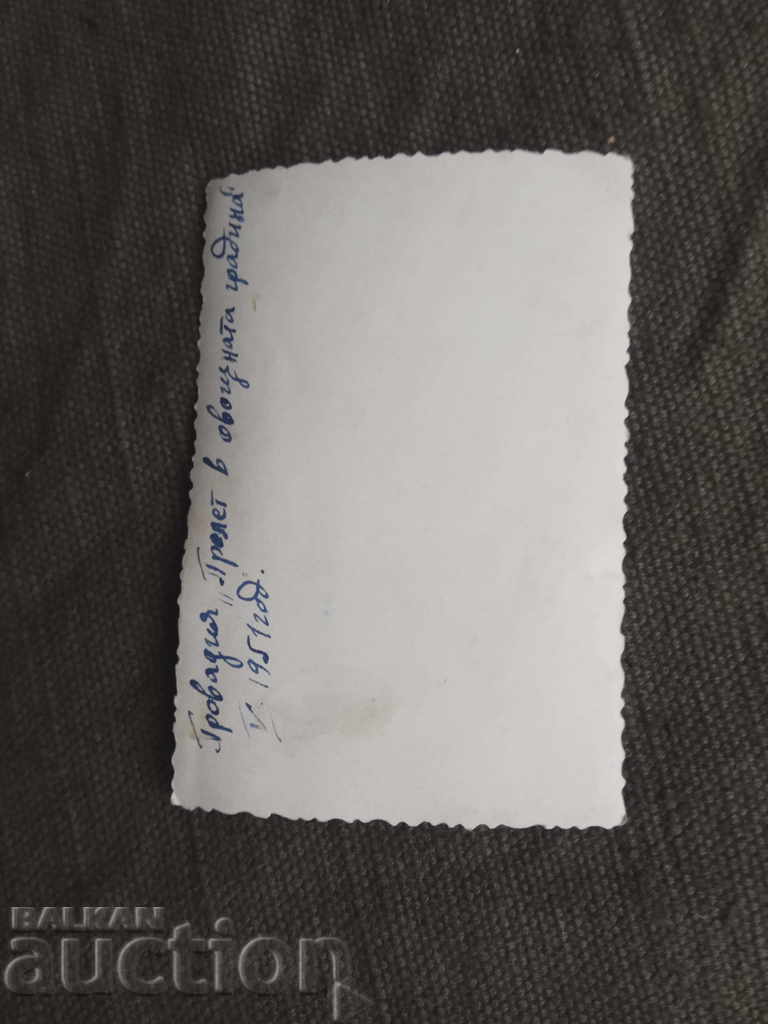 Provadia "Spring in the orchard" 1951 with price 8.00 BGN | € 4.09