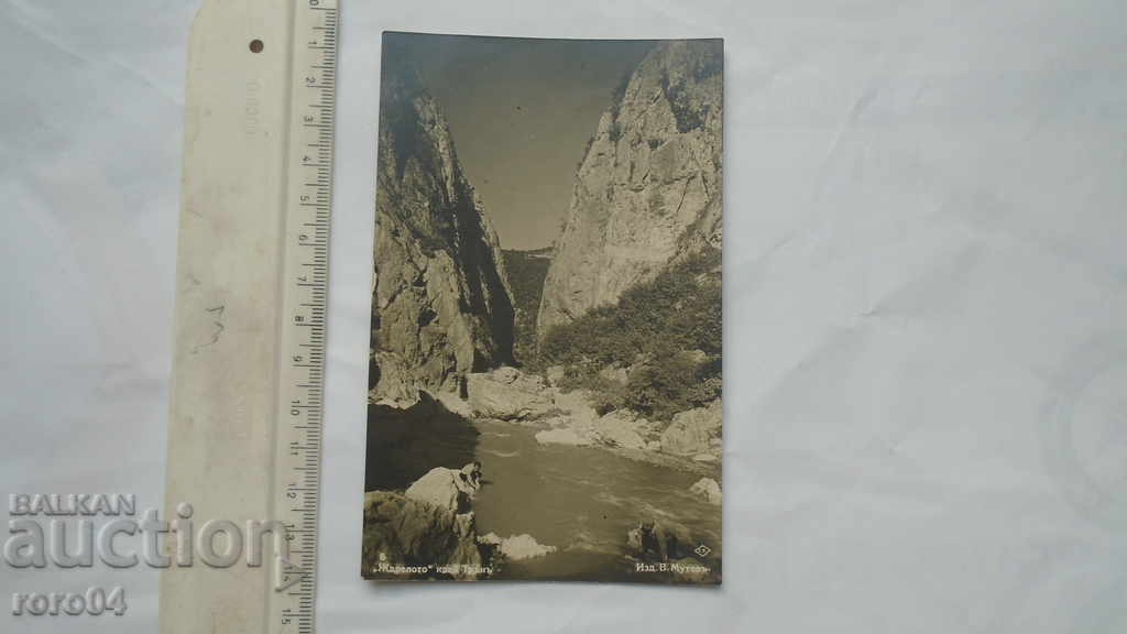 Auction THORN - THE THROAT Auction THORN - THE THROAT