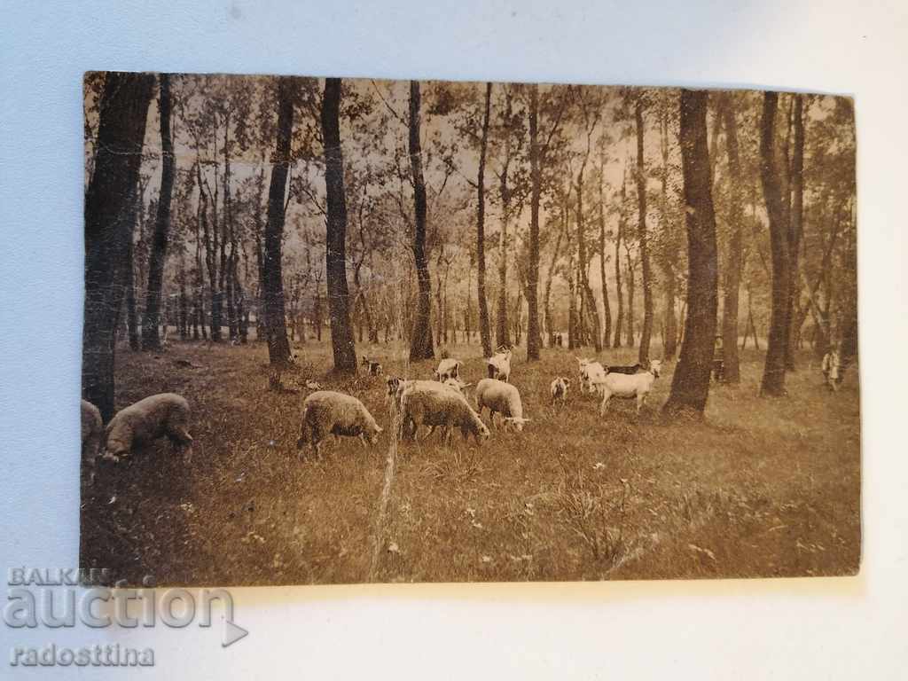 Old photo flock of sheep goats
