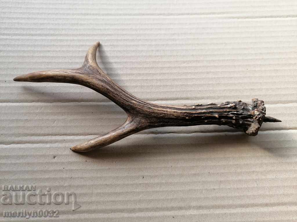 Horn of scrolling, hunting trophy with price 21.00 BGN | € 10.74 Horn of scrolling, hunting trophy with price 21.00 BGN | € 10.74