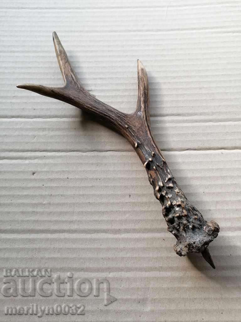 Delivery of Horn of scrolling, hunting trophy Delivery of Horn of scrolling, hunting trophy