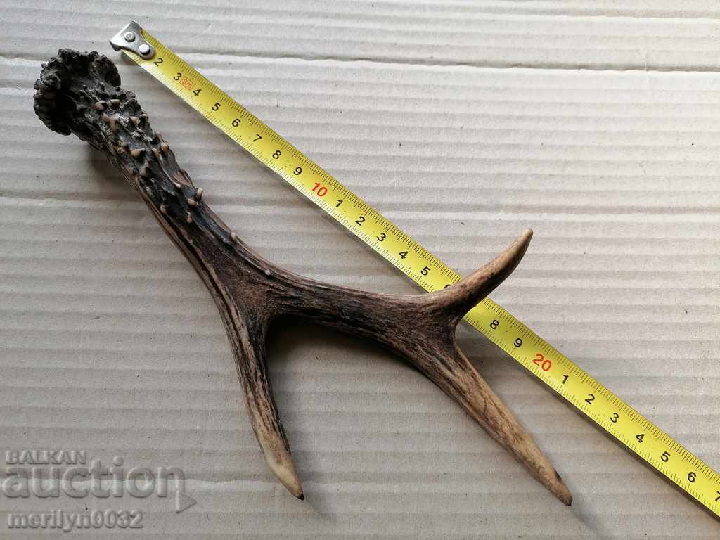 Horn of scrolling, hunting trophy - 5 Horn of scrolling, hunting trophy - 5