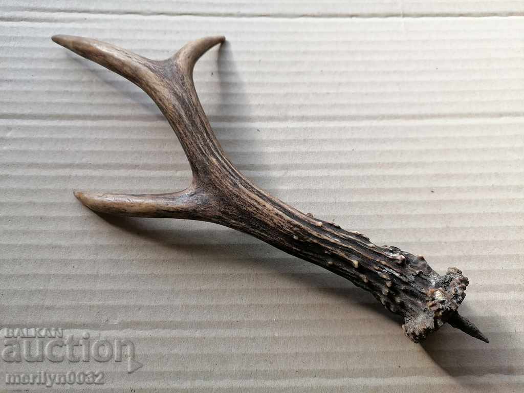 Horn of scrolling, hunting trophy - 6 Horn of scrolling, hunting trophy - 6