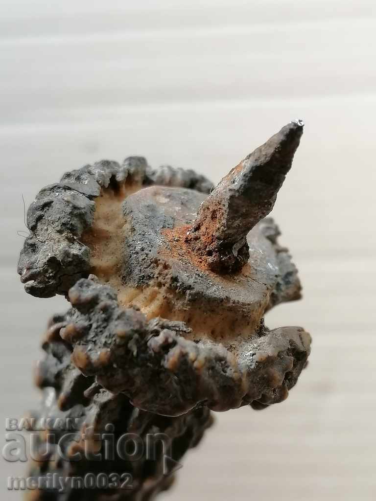 Horn of scrolling, hunting trophy - 7 Horn of scrolling, hunting trophy - 7