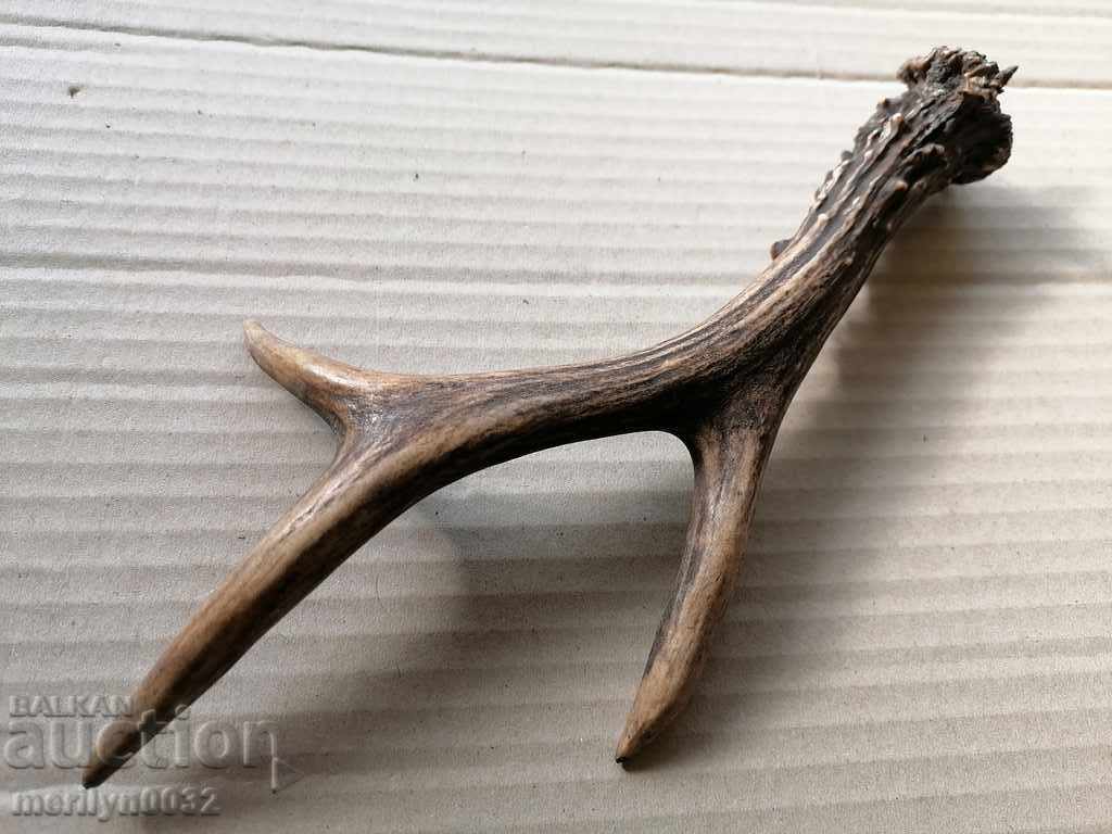 Horn of scrolling, hunting trophy