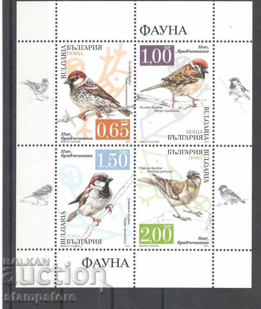Bulgaria Block Fauna - Sparrows