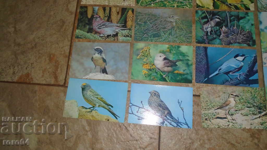 Auction  OUR FRIENDS OF BIRDS