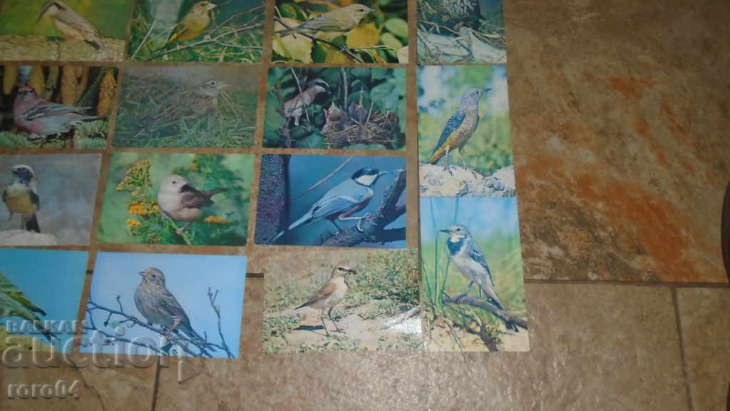 OUR FRIENDS OF BIRDS - 5