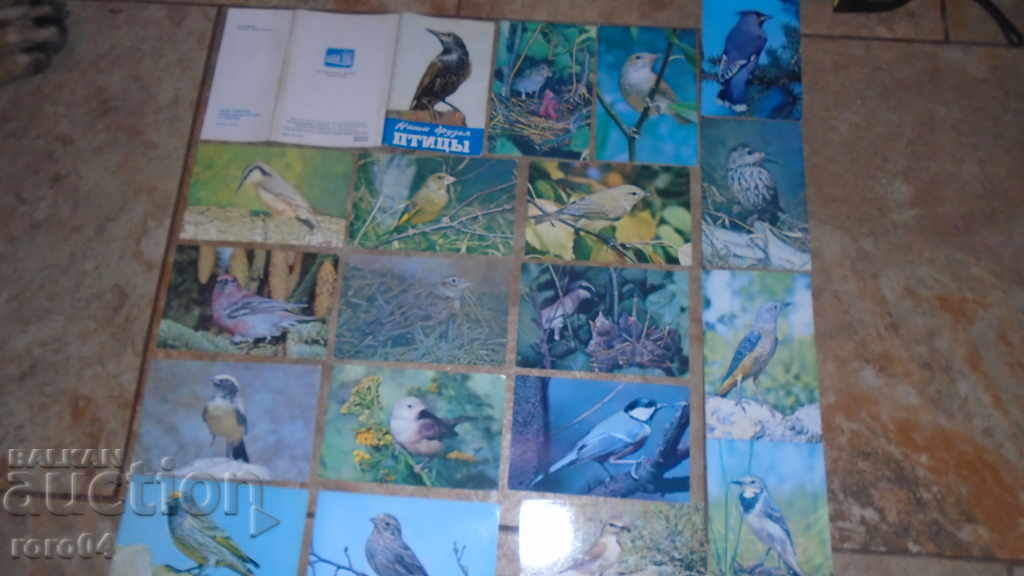 OUR FRIENDS OF BIRDS - 6