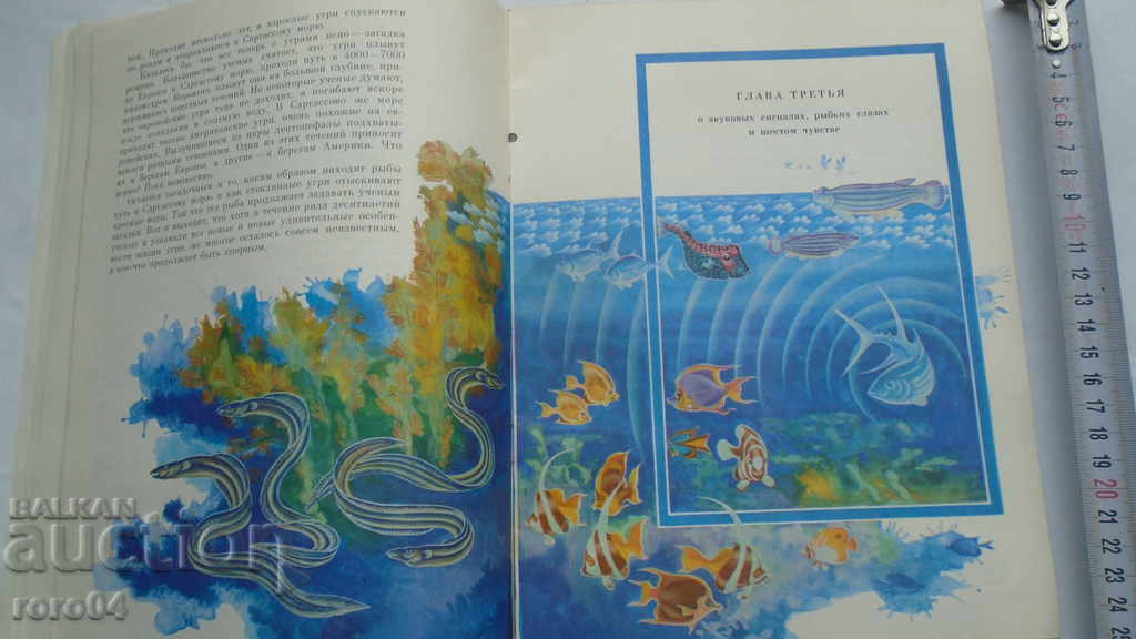 SWIMMING CHAMPION - M. ASPIZ - 5 SWIMMING CHAMPION - M. ASPIZ - 5