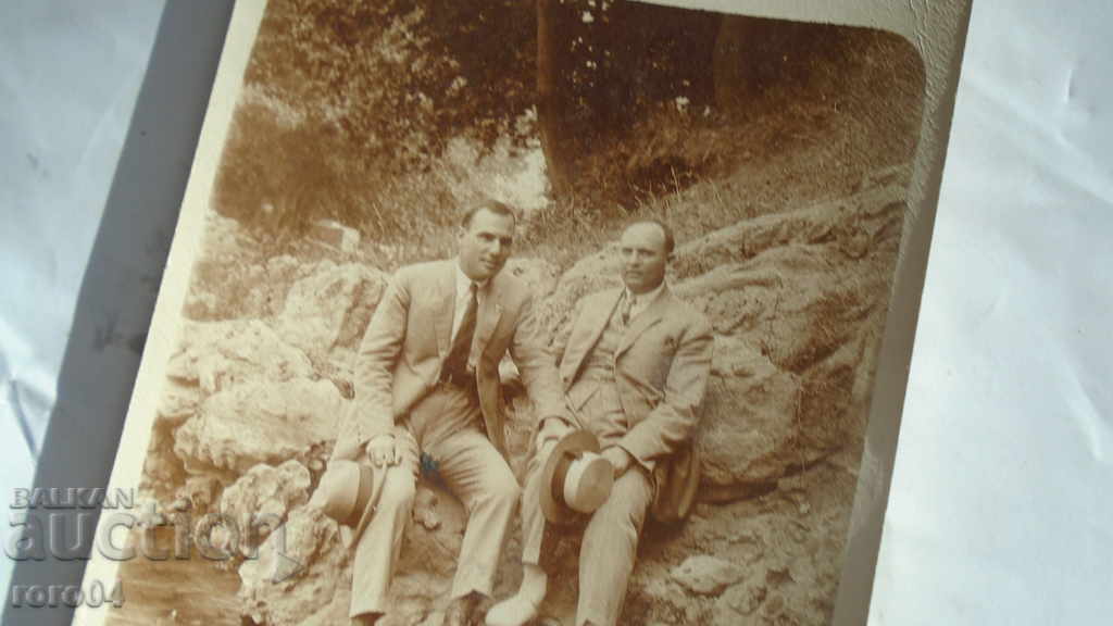 Licitație PINE - KORIA Licitație PINE - KORIA