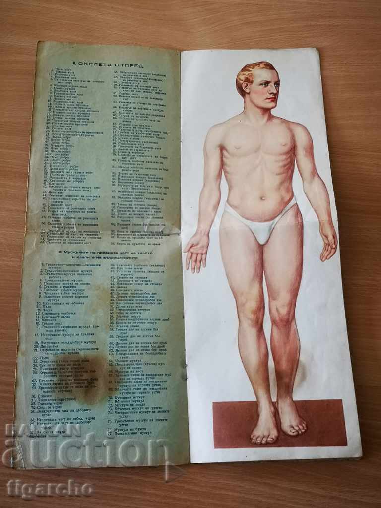 Auction Human body Auction Human body