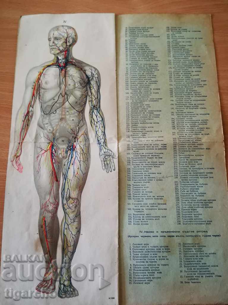 Delivery of Human body Delivery of Human body