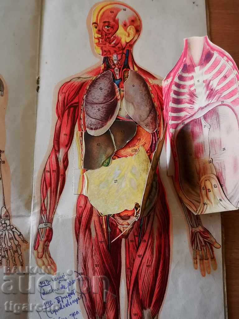 Human body - 5 Human body - 5