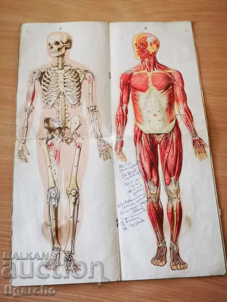 Human body - 6 Human body - 6