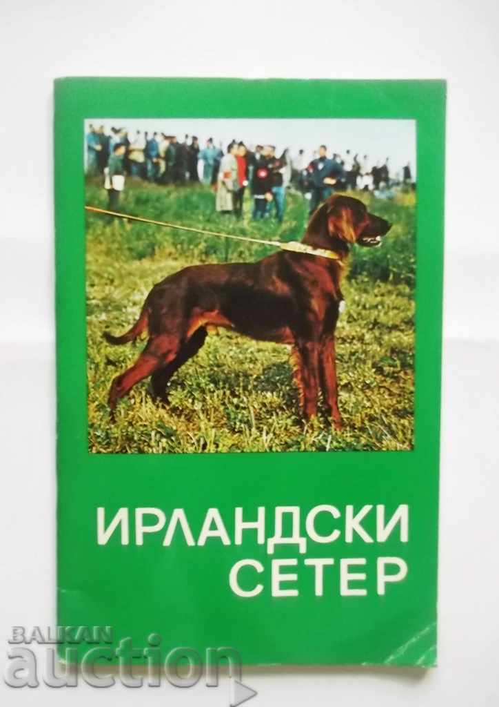 Ловно куче Ирландски сетер 1980 г. БЛРС