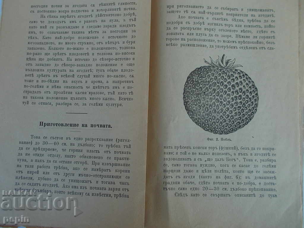 Δημοπρασία Φράουλες