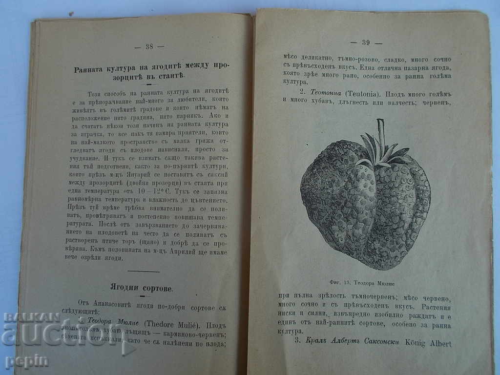 Παράδοση Φράουλες