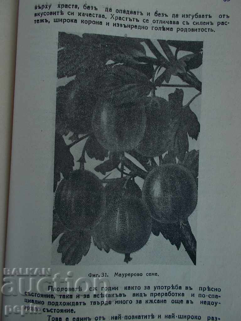 Δημοπρασία Λαχανικά φράουλας Δημοπρασία Λαχανικά φράουλας