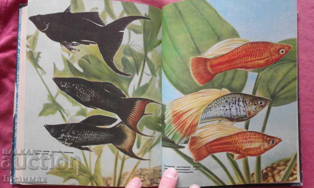 Delivery of Entertaining aquarium - M. Mahlin