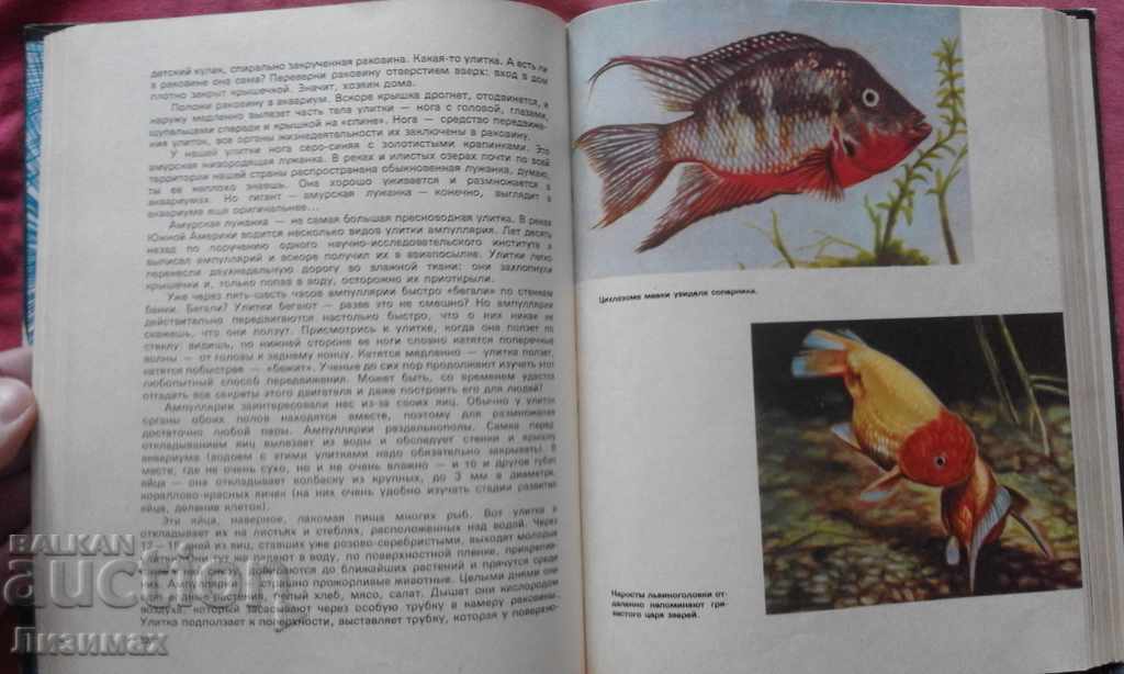 Entertaining aquarium - M. Mahlin - 6