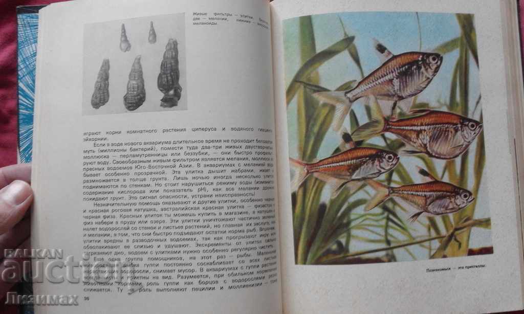 Entertaining aquarium - M. Mahlin - 7