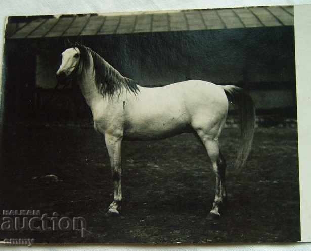 Βασίλειο της Βουλγαρίας παλιό φωτογραφικό άλογο Πρώτο βραβείο Πλέβεν 1925