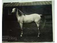 Calul foto vechi al Regatului Bulgariei Premiul I Pleven 1925