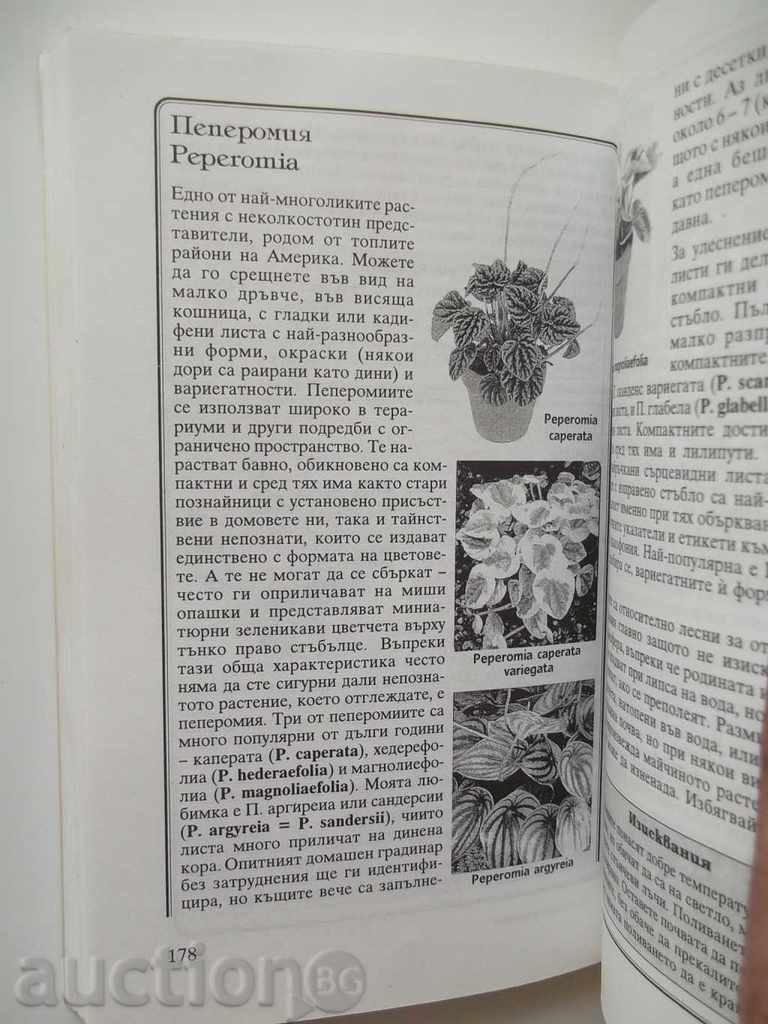 Auction Indoor plants - Zhechka Georgieva 1998 Auction Indoor plants - Zhechka Georgieva 1998