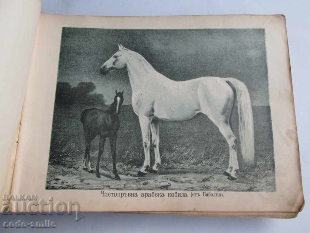 Delivery of Old book almanac of animals Principality of Bulgaria 1901 Delivery of Old book almanac of animals Principality of Bulgaria 1901